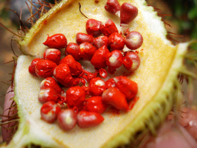 Tocotrienol